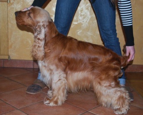 ROSAGOS
