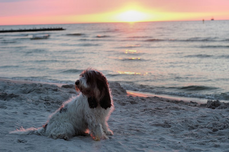 ROSAGOS
